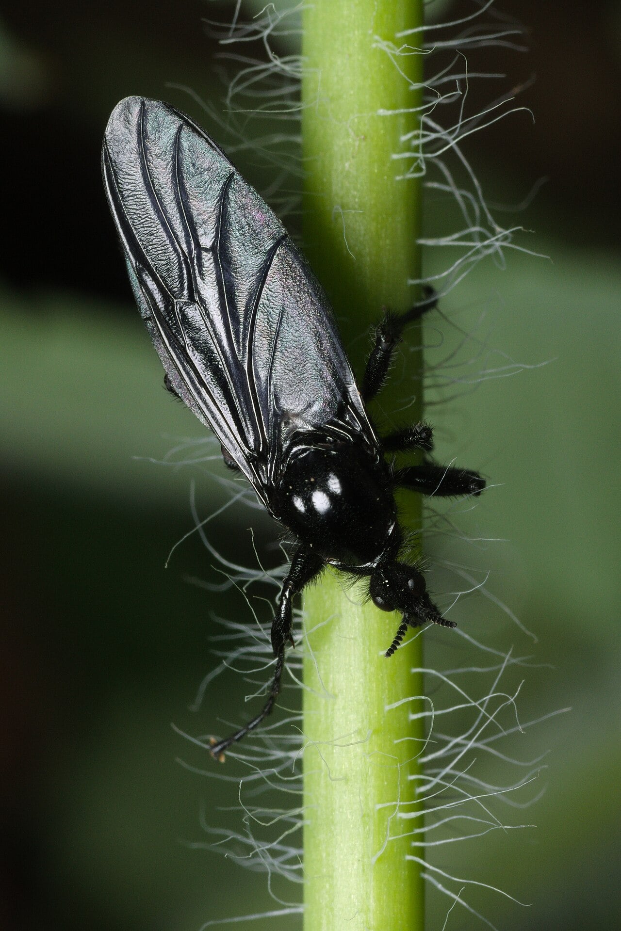 Hawthorn Fly